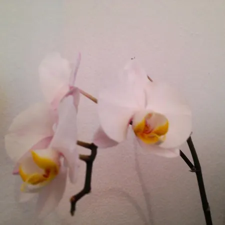 Haus Ferdinand Lägenhet Fernitz