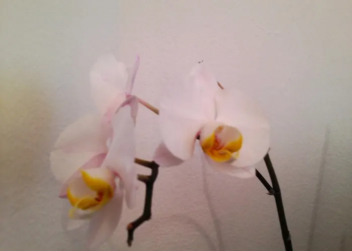 费迪南德公寓 公寓 Fernitz